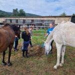 Stallarbeit mit Kuscheleinheiten